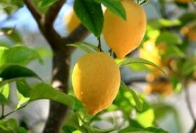 lemon for toenail fungus